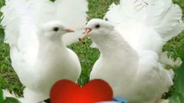 Александр Ким «Свадьба» - восточный хит на свадьбу! Песня о свадьбе смотреть онлайн