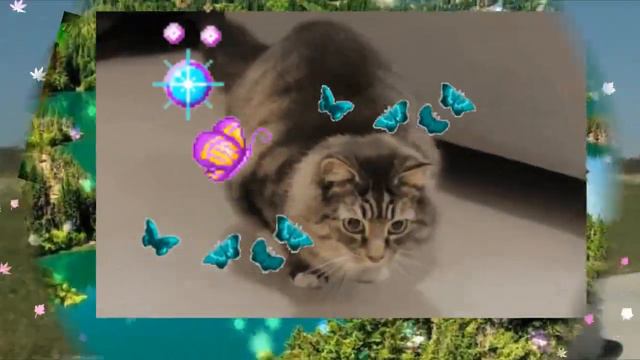 АХ ЭТИ КОТЯТА автор, композитор, аранжировщик, сведение, видеомонтаж Елена Обухова смотреть онлайн