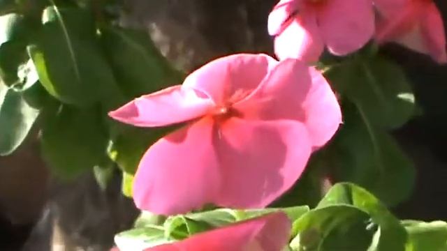 Sony DCR-SX20 Test Video. смотреть онлайн