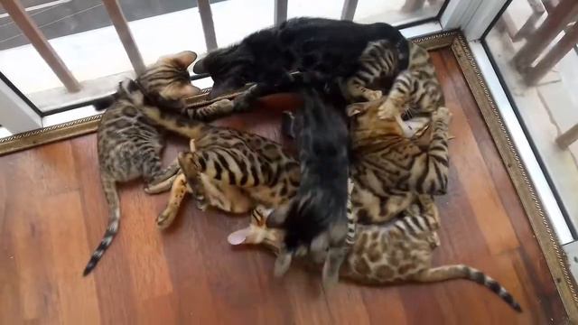 Бенгальские котята и бенгальский кот Bengal Kittens And Bengal Cat