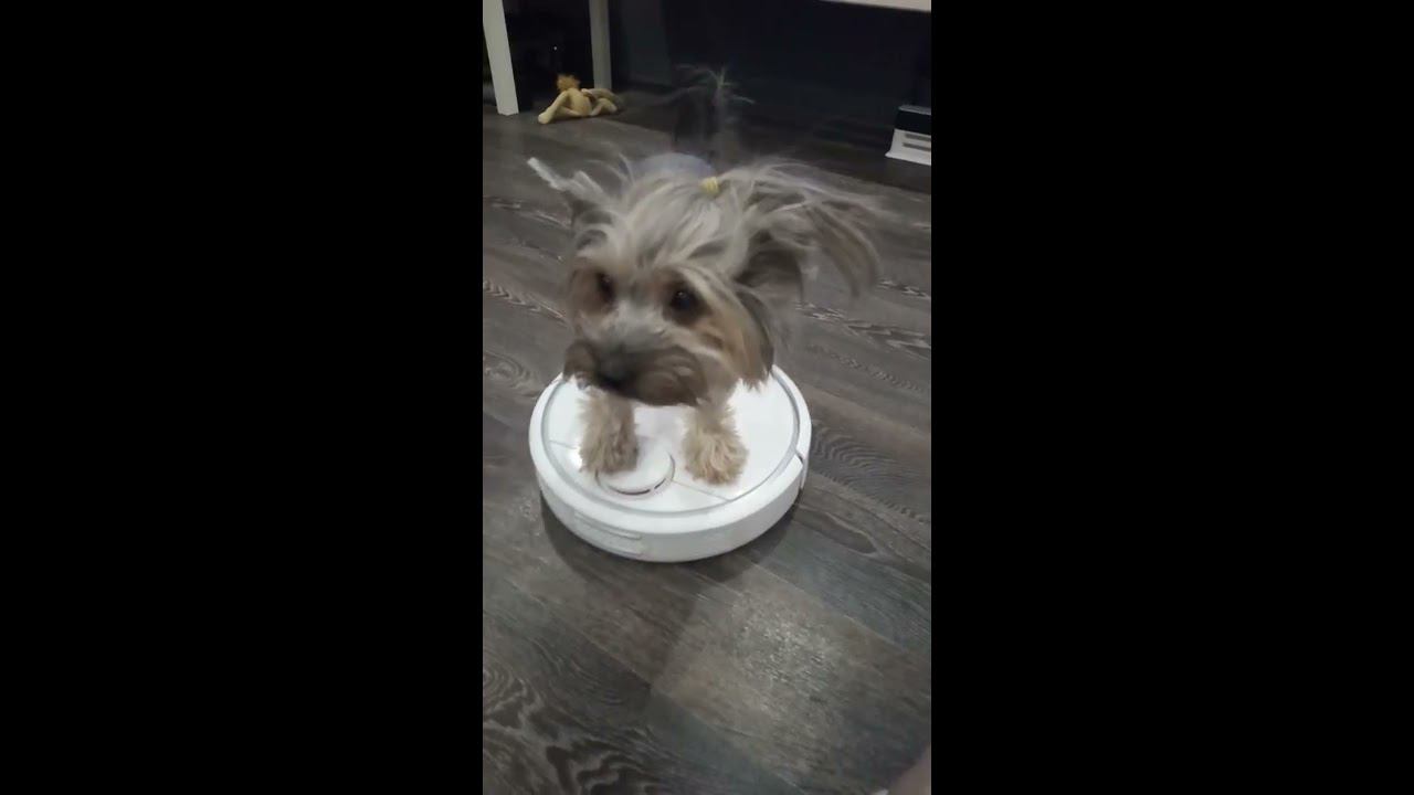 Собака на робот пылесосе смотреть онлайн