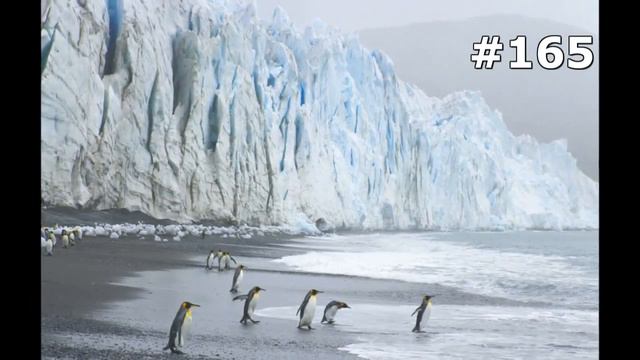 #165. Животные (В мире животных)