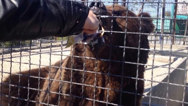 Опасное кормление медведя! НЕ ПОВТОРЯТЬ!!! Парк Львов Тайган смотреть онлайн