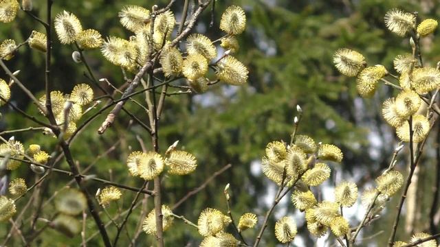 Расцвели первые весенние цветы в лесу и цветет верба смотреть онлайн