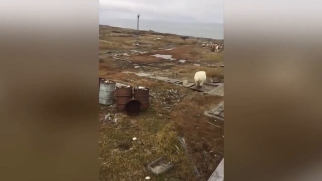 Top 10 Scariest Bear Encounters Caught On Camera! смотреть онлайн