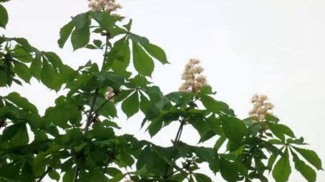 собаки смотреть онлайн