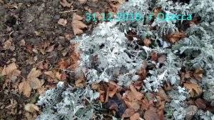 Цинерария Серебристая зимовка на балконе и клумбах