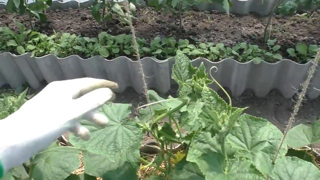 Всё себе прибрала Скоро без штанов останусь ! смотреть онлайн