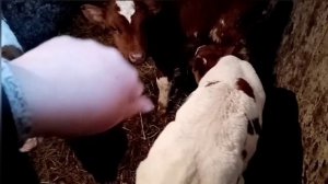 Лечим диарею у телят/Кормление  маленьких телят после пакупки