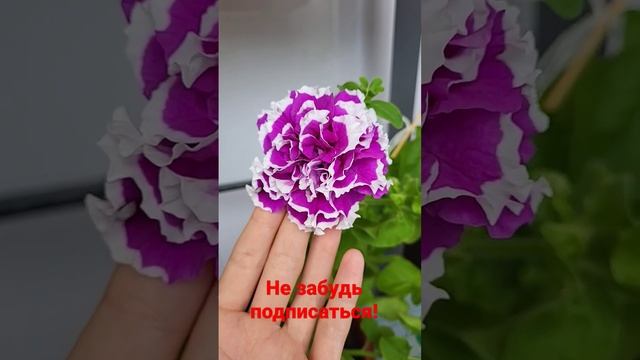 Петуния Пируэт Роуз смотреть онлайн