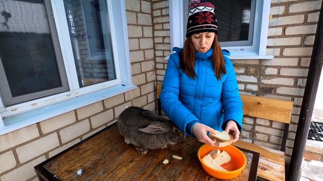 Хлеб ? кроликам! Можно ли давать и сколько? смотреть онлайн