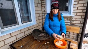 Хлеб ? кроликам! Можно ли давать и сколько?