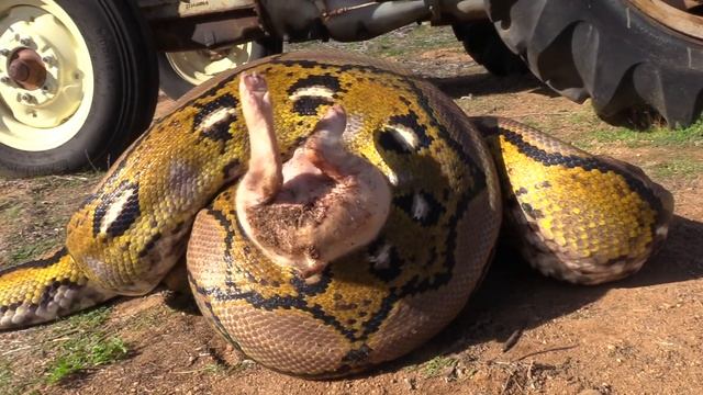Anaconda, Python both Find Pig on Tractor--Pig is Quickly Eaten смотреть онлайн