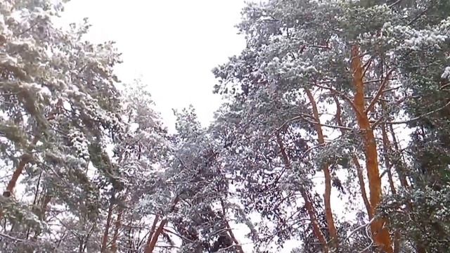 Сосновый парк. Заснеженный парк. Сосновый лес видео. смотреть онлайн