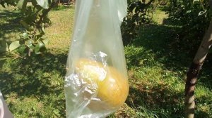 Груша БРЯНСКАЯ КРАСАВИЦА 2020г.