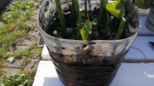 Черенкуем розы осенью, композиции из фруктов и овощей. смотреть онлайн