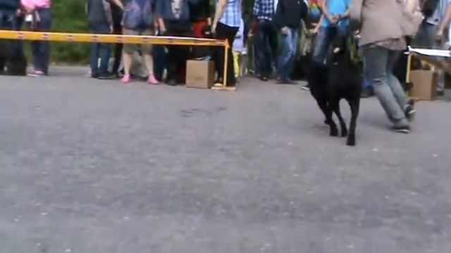 12.05.2014 Волгоград. эксп: Баклушин Г. смотреть онлайн