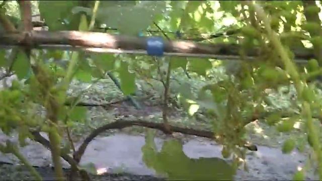 Виноград Юпитер доп.обработка после цветения милдью смотреть онлайн