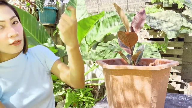 RUBBER PLANT CARE TIPS смотреть онлайн