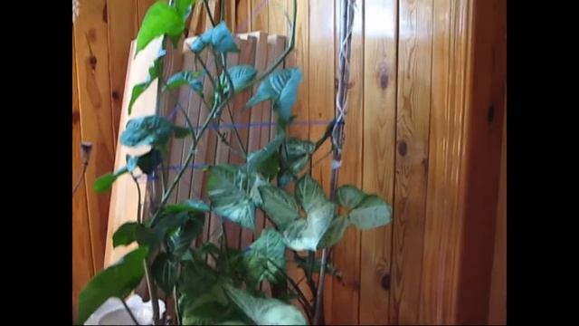 Комнатные лианы Сингониум Syngonium