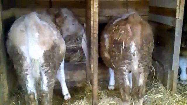 Бычки Симменталы смотреть онлайн