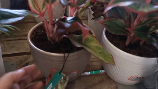 What's new at Home Depot? New Proven Winners Houseplants! ??. смотреть онлайн