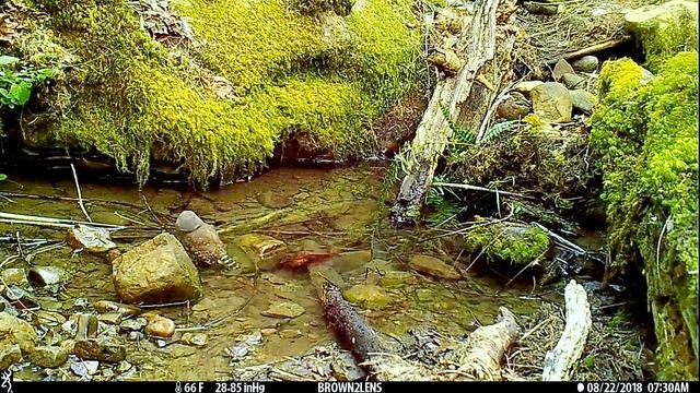 Northern Pygmy Owl (Glaucidium gnoma) смотреть онлайн