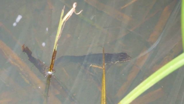 Male Smooth Newt 3 - Triturus vulgaris (June 12th) смотреть онлайн