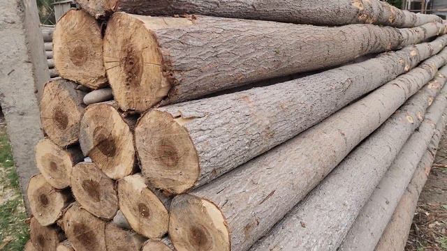 Optim Terak Bozor Yangi Narxlari | Tetak Bozor 2023 | ☎️ 944420670