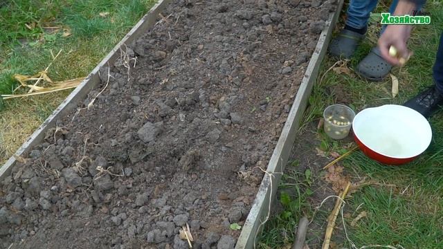 Посадка лука под зиму. Посадите с этим растением и лук будет здоров всегда! смотреть онлайн