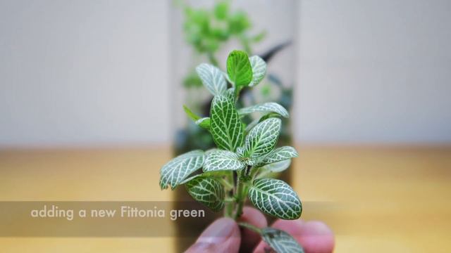 Forest in a glass jar after 2 years смотреть онлайн