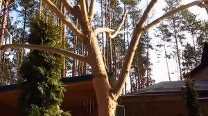 КАТАЛЬПА. Формировка катальпы,  шар на штамбе