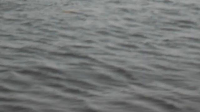 косарь взял толстолоба на15 кг смотреть онлайн