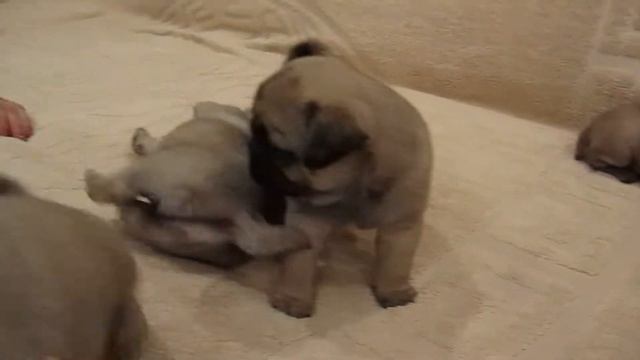 Мопс щенки смотреть онлайн