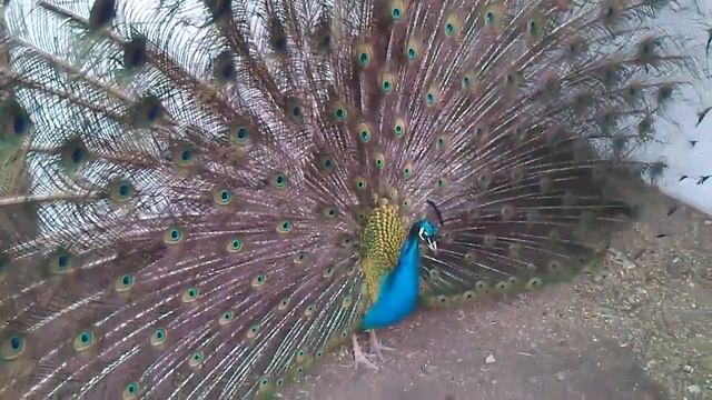 Охрана гнезда павлина смотреть онлайн