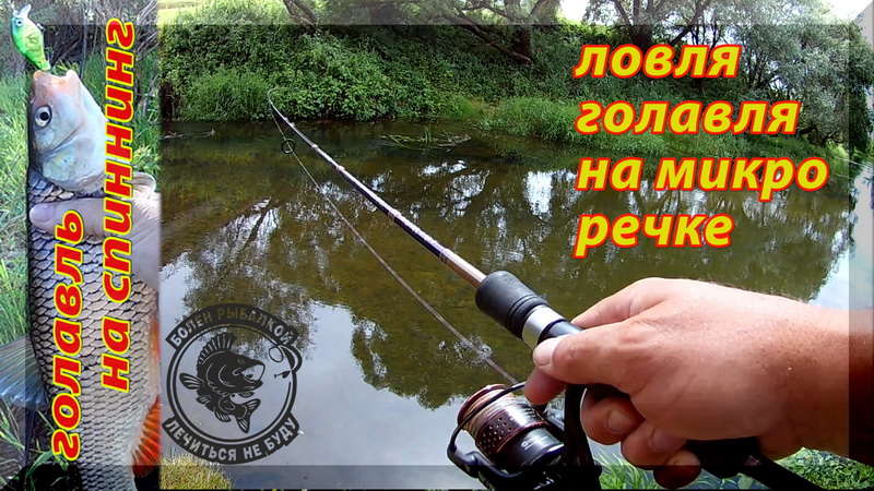 Ловля голавля на микро реке спиннингом. Мелкие лобастые не дадут скучать. смотреть онлайн