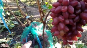 Виноград "КАЗАНОВА".