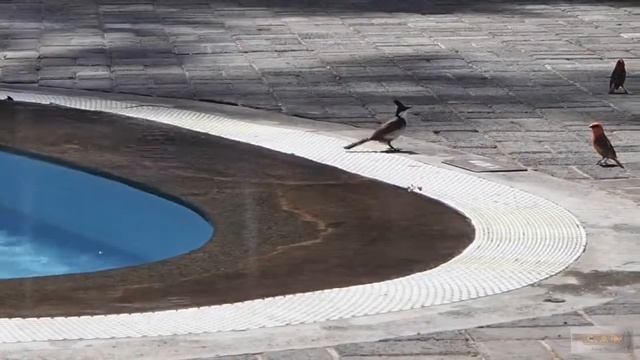 Beautiful Birds Playing in Water | A Birdwatcher's Delight смотреть онлайн
