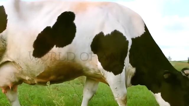 World of Animals - 30 | #animal #animalsounds смотреть онлайн