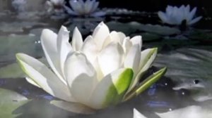 ...минута отдыха...лотос растёт из грязи...