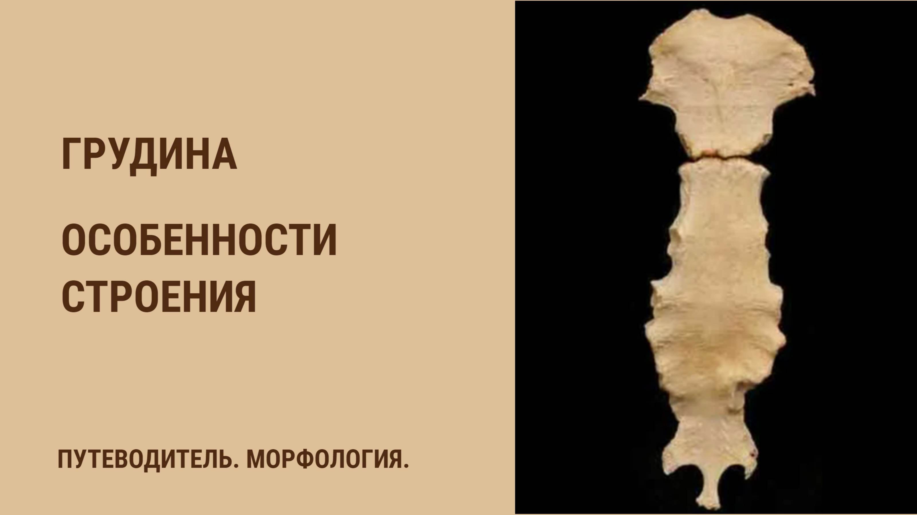 Грудина - особенности строения. смотреть онлайн