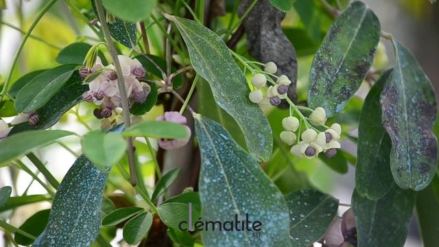 Akebia quinata 'Silver Bells' - Clematite.net - Spécialiste des plantes de jardin смотреть онлайн