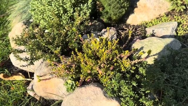 Обзор моей каменной горки в ноябре ??♀️ Mein Steinbeet im November ??♂️ смотреть онлайн