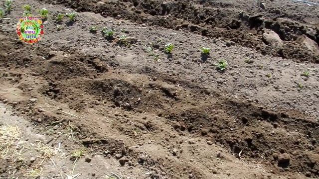 Как спасти ранний картофель от морозов в открытом грунте? Апрельское окучивание картофеля и укрытие смотреть онлайн