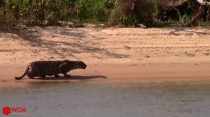 Капибара Против Ягуара | Голодный Ягуар Охота Семья Капибар В Реке Бразилии