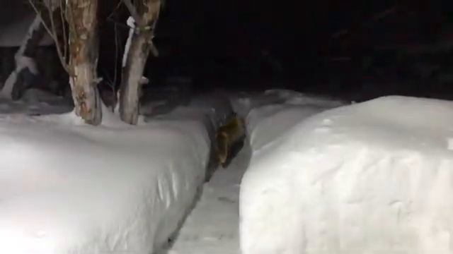 (460) Лиса приходит в гости. Январь 2022