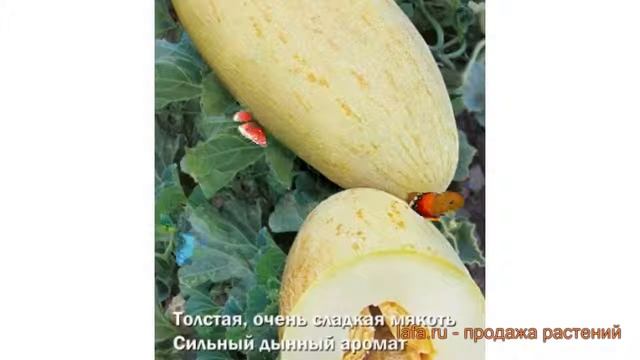 Дыня обыкновенный Торпеда (torpeda) ? дыня Торпеда обзор: как сажать семена дыни Торпеда смотреть онлайн