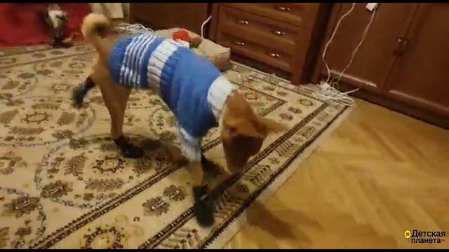 Смешное видео из собачьей жизни ТАПКИ НА ЛАПКИ смотреть онлайн