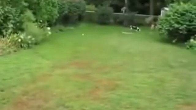 А нюх, как у собаки, а глаз — как у орла! смотреть онлайн