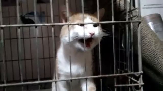 Тимурчик мяу смотреть онлайн